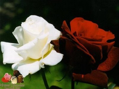 flower03