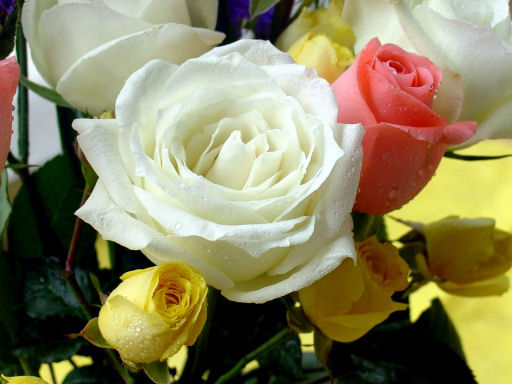 rose01