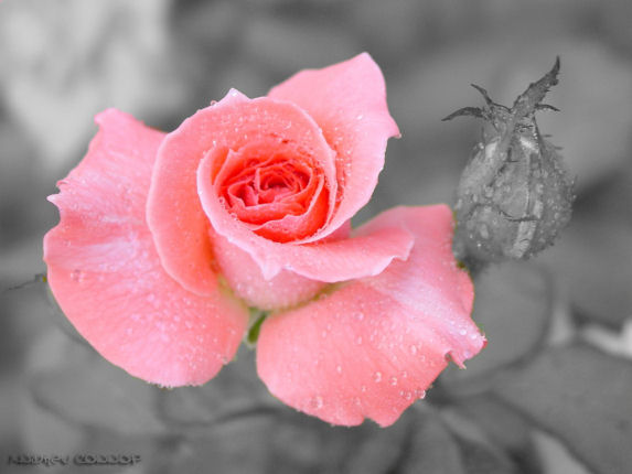 rose010