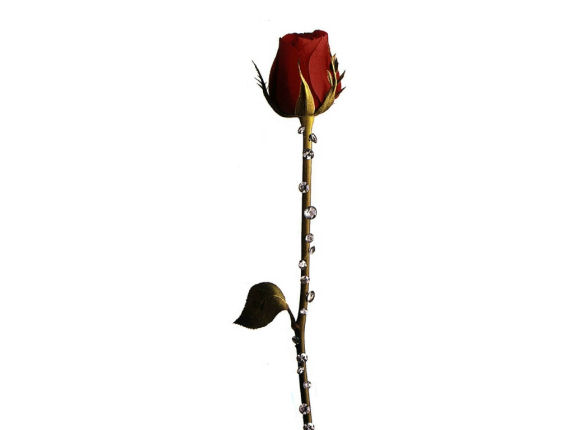 rose015