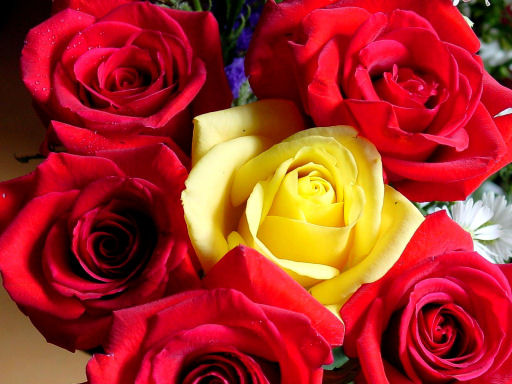 rose10