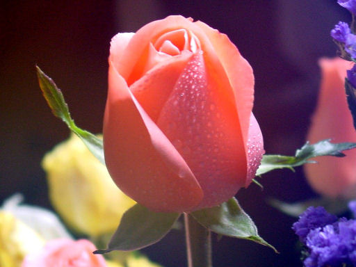 rose17
