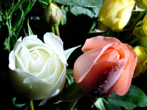 rose18