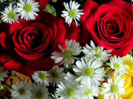 rose30
