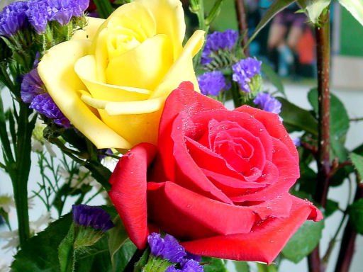 rose50