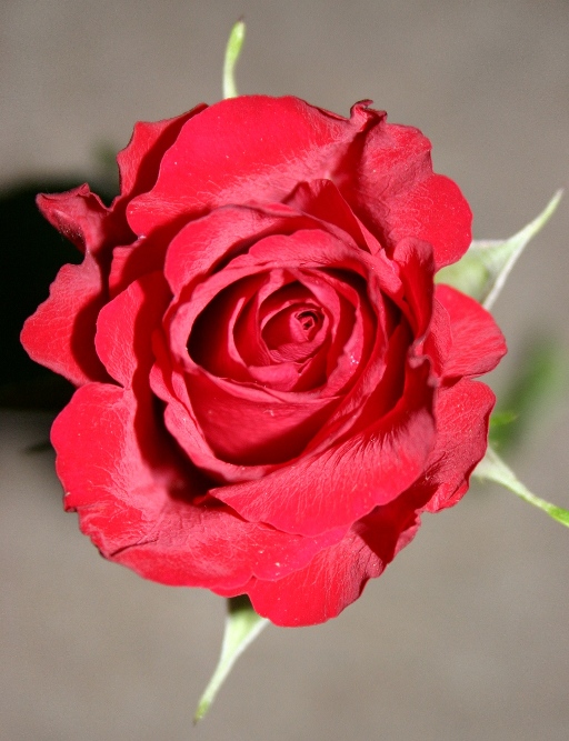 roseab