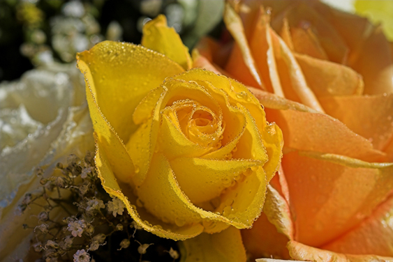 roseac