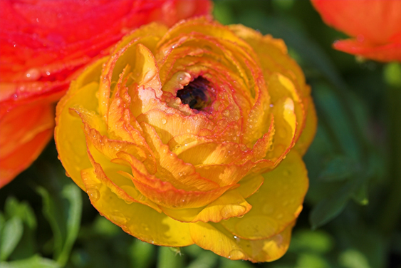 rosead