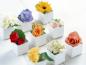flowers_1001
