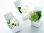 flowers_1015