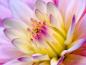 Dahlia