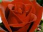 flower02
