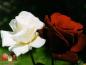 flower03