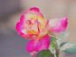 flower04