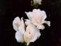 flower05