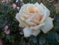 flower06