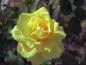flower08
