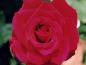 flower09