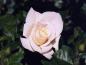 flower10