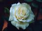 flower11