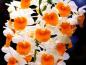 flower12