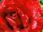 rose007