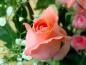 rose03
