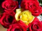 rose10