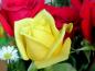 rose21