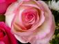 rose41