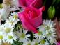 rose44