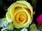 rose47