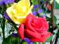 rose50