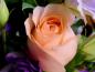 rose_13