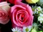 rose_60
