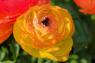 rosead