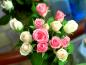 rosec018